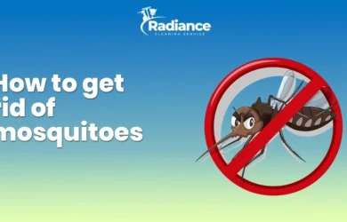 How to get rid of mosquitoes at home?